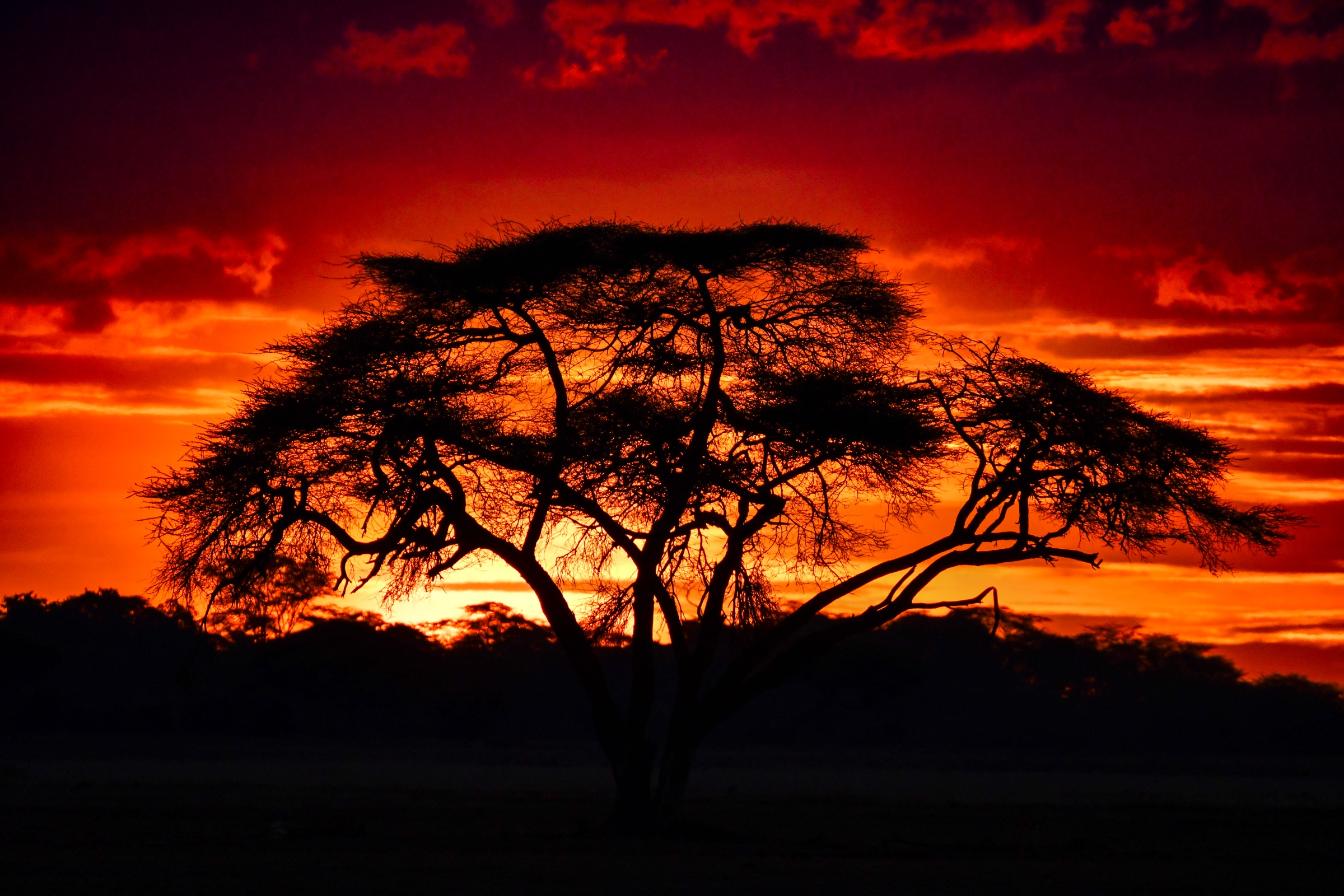 Nature landscapes photography: Tree of Life