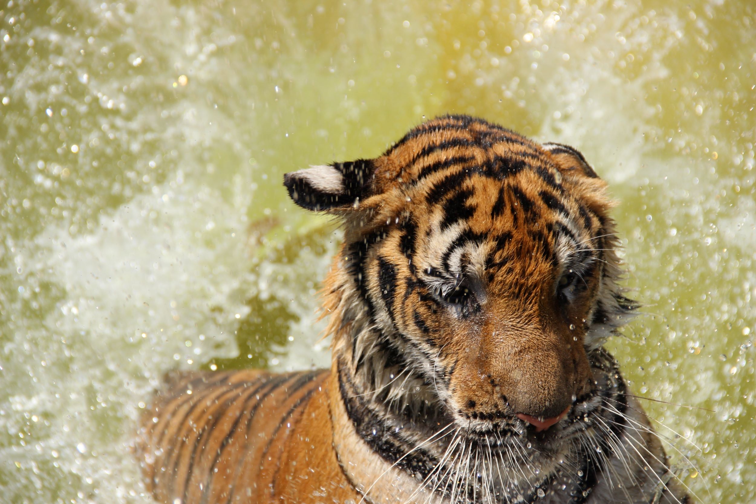 Tiger splashing in water